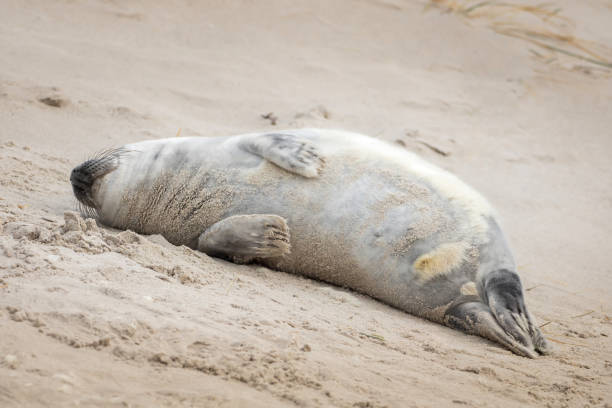 istock A grey seal lies on the beach on Helgoland 1094853184