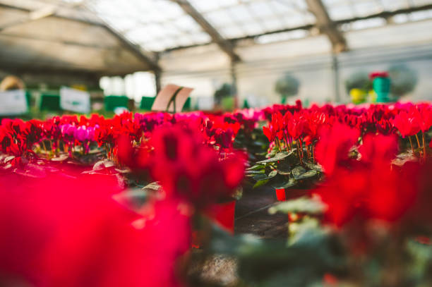 istock Red Cyclamen in Greenhouse 1094853506