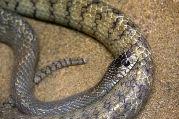 istock Oriental rat snake on the sand. 1094853580