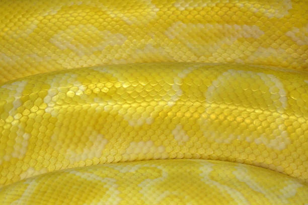 istock Colorful patterns and skin of Gold Reticulated Python or Boa. 1094854042