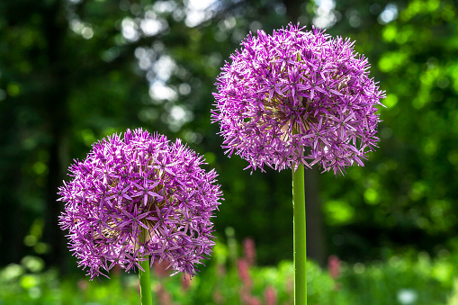 Allium Flower in Bute Park in Cardiff, Wales