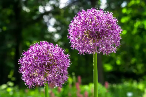 Purple Allium hollandicum flowering plant in green field. Persian onion or Dutch garlic violet flowers growth in spring garden