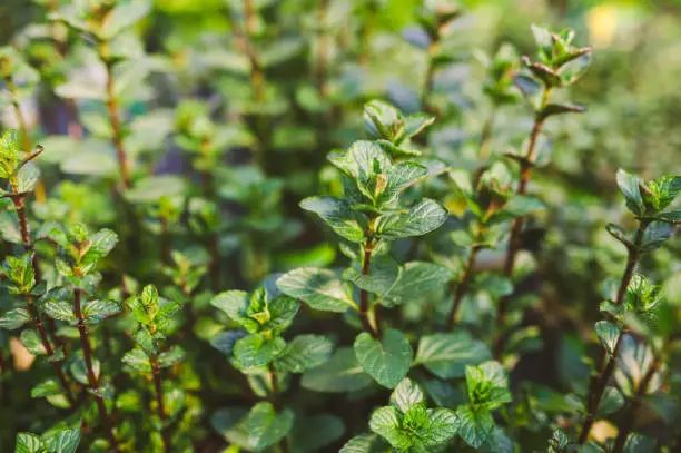 Peppermint or Mentha  piperita, also known as Mentha balsamea Wild is a hybrid mint, a cross between watermint and spearmint. Indigenous to Europe and the Middle East, the plant is now widely spread and cultivated in many regions of the world. It is occasionally found in the wild with its parent species.