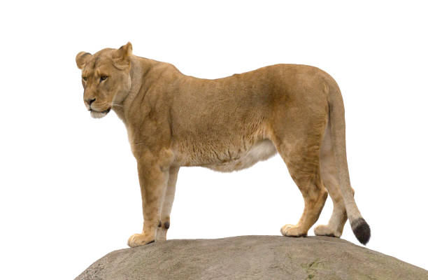 istock Lioness standing on a rock 1094858602