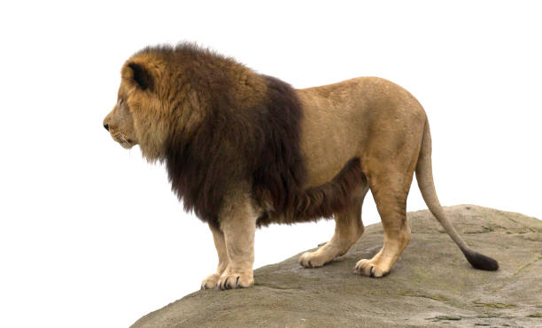 istock Male lion standing 1094859786