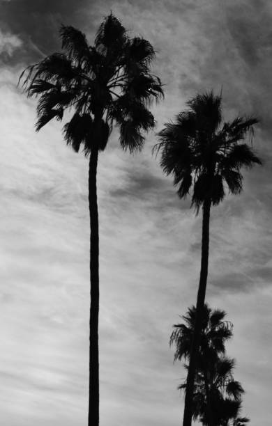 istock Silhouette of Palm tree leaves against hawaiian sunset 1094859842