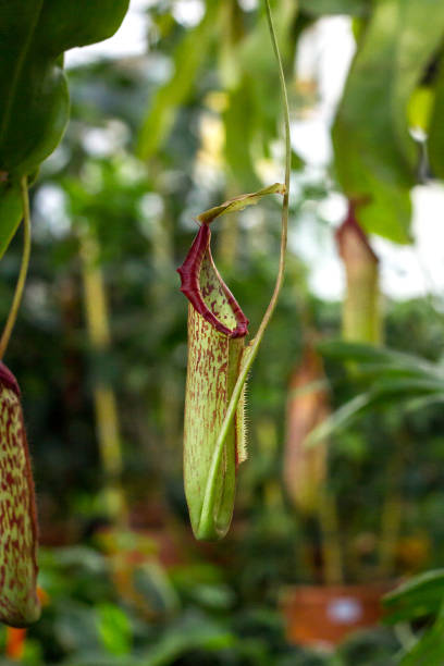 istock Nepenthes tropical carnivorous pitchers plants 1094860354