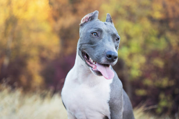 portrait cute dog blue american staffordshire terrier pit bull puppy outdoors  on a sunny autumn day. portrait cute dog blue american staffordshire terrier pit bull puppy outdoors  on a sunny autumn day. american stafford pitbull dog stock pictures, royalty-free photos & images