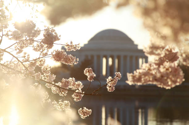 Sunrise over the Jefferson Memorial with Cherry Blossoms stock photo