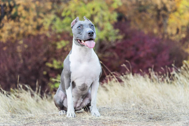 portrait cute dog blue american staffordshire terrier pit bull puppy in the forest in nature portrait cute dog blue american staffordshire terrier pit bull puppy in the forest in nature american stafford pitbull dog stock pictures, royalty-free photos & images