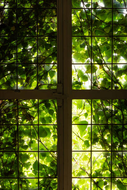 istock The window of an old farmhouse inside with grape leaves 1094863652