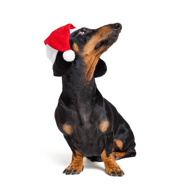 dackel rasse hund, black and tan, tragen in rot weihnachten weihnachtsmann mütze isoliert auf weißem hintergrund - christmas dachshund dog pets stock-fotos und bilder