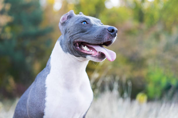 portrait cute dog blue american staffordshire terrier pit bull puppy in outdoor settings portrait cute dog blue american staffordshire terrier pit bull puppy in outdoor settings american stafford pitbull dog stock pictures, royalty-free photos & images