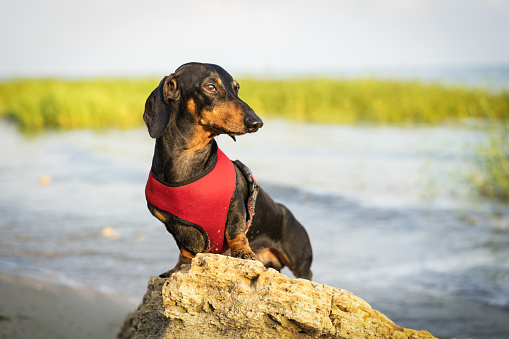 portrait of a beautiful dachshund dog in a red vest (harness) sitting on a stone on the beach in summer at sunset against the blue sky