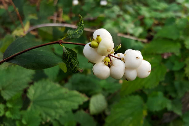 istock Common snowberry; cluster of berries 1094870880