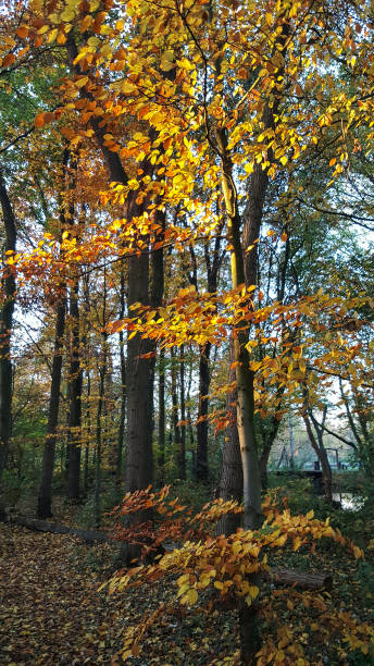 istock Autumn leaves of beech in light of setting sun 1094871040