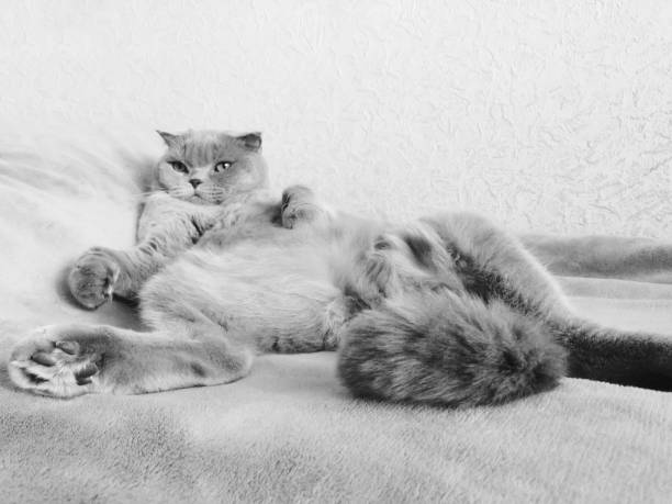 istock Scottish Fold cat imposingly lying on his back with his paws spread 1094871140