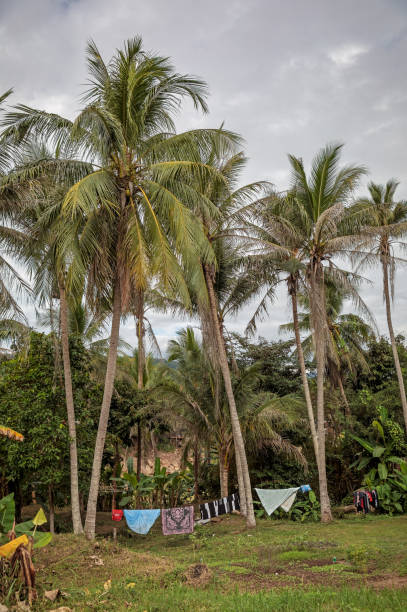 istock Coconut palms and laundry put out to dry 1094871590