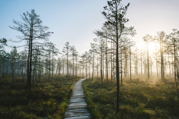 istock View Of Trail Along Trees 1094871880