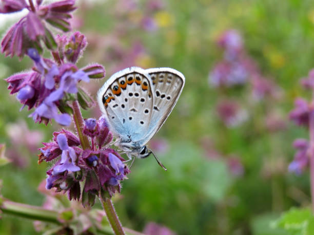 istock Common Blue butterfly on a sage flower close-up 1094872426