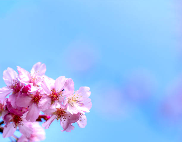 istock Beautiful cherry blossoms sakura tree bloom in spring over the blue sky, copy space, close up. 1094874642
