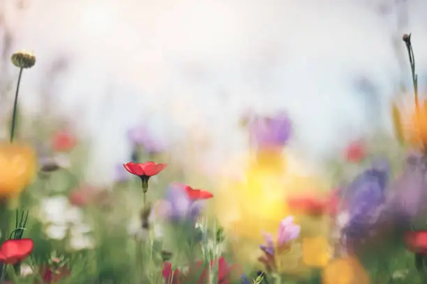 Photo of Colorful Summer Meadow