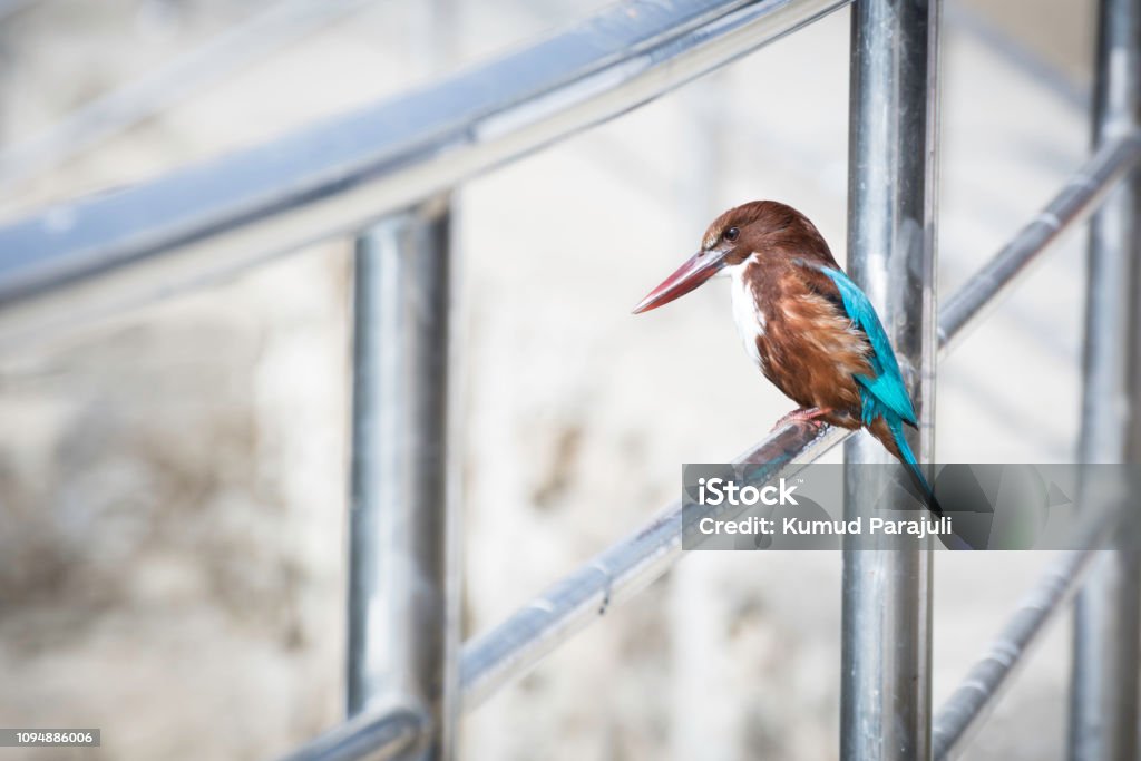 White-throated kingfisher Halcyon smyrnensis, Standing on a stump, in nature, in Nepal Animal Stock Photo