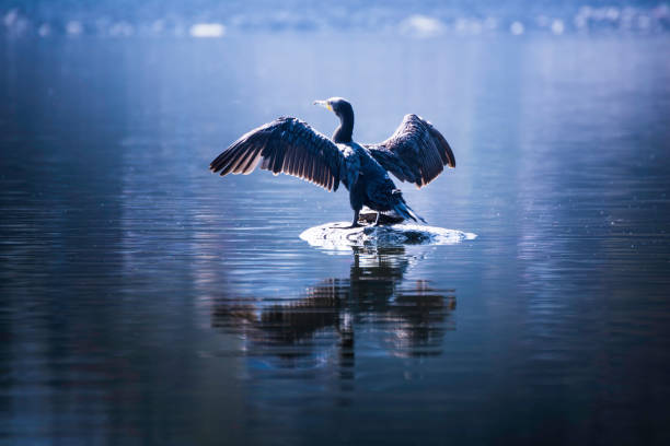 istock Beautiful light Great Cormorant spreading his wings sitting on a stone 1094886084