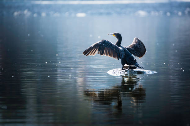 美しい光の石の上に座って彼の羽を広げているカワウ - great black cormorant ストックフォトと画像
