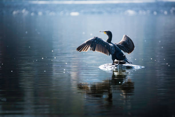 Beautiful light Great Cormorant spreading his wings sitting on a stone