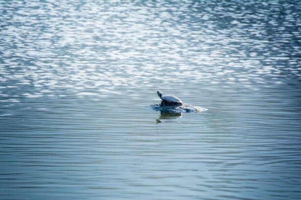 Green turtle swimming pond cherry petals floating. Shooting Location: Yokohama-city kanagawa prefecture