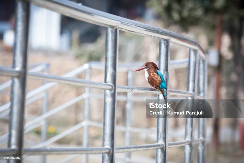 White-throated kingfisher Halcyon smyrnensis, Standing on a stump, in nature, in Nepal Animal Stock Photo