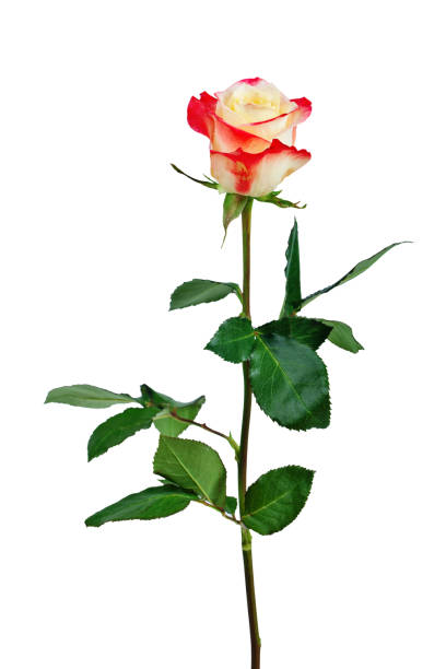 istock Beautiful multicolored rose isolated on white background. 1094890924