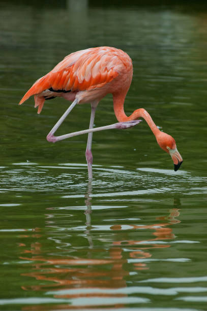 istock Flamingo in the pond 1094891458