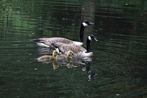 A pair of Canada geese on a lake with two goslings