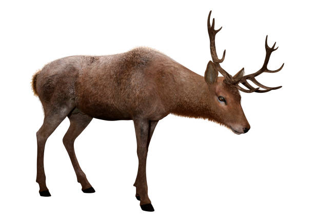 istock 3D illustration male deer on white 1094894568