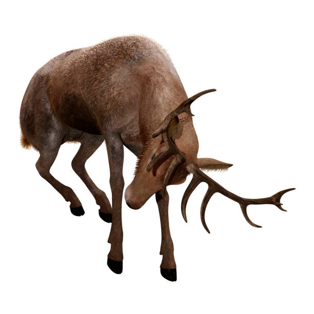 istock 3D illustration male deer on white 1094894576
