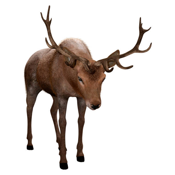 istock 3D illustration male deer on white 1094894578