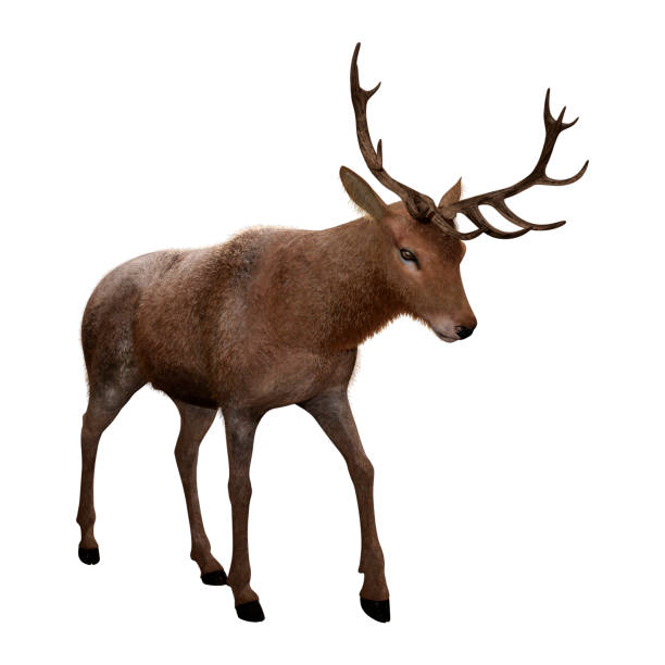 istock 3D illustration male deer on white 1094894626