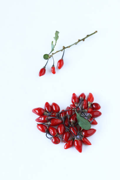 wolfberry fruit - berry wolfberry berry fruit chinese medicine imagens e fotografias de stock