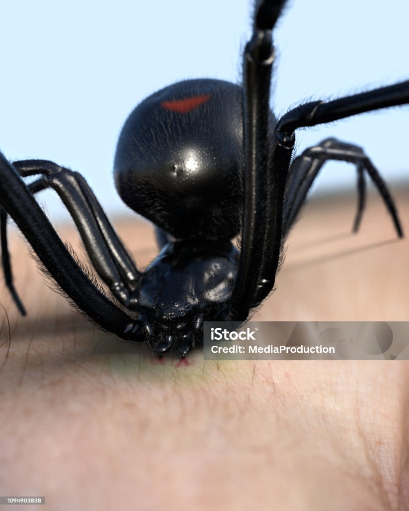 Black Widow Spider stinging Black Widow Spider Biting Stock Photo