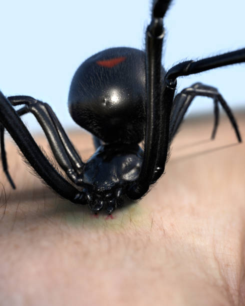 Black Widow Spider stinging Black Widow Spider black widow spider photos stock pictures, royalty-free photos & images