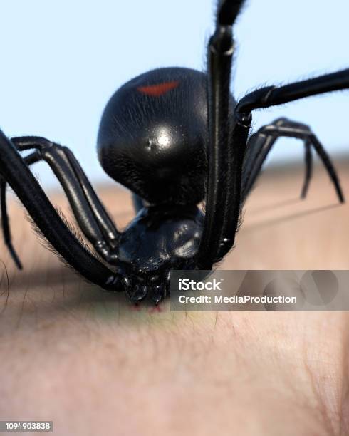 Black Widow Spider Stinging Stock Photo - Download Image Now - Biting, Black Widow Spider, Spider