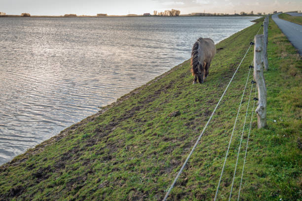 konik horse grazing on the slope of a dutch dike - 3621 imagens e fotografias de stock