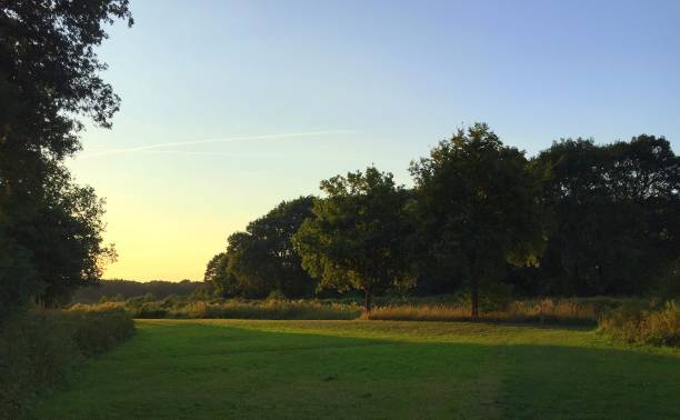 istock Dutch nature water trees sunset 1094905724
