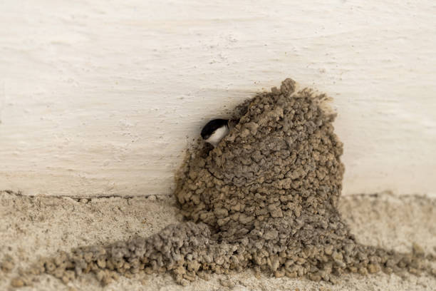 istock Nest of swallows 1094909592
