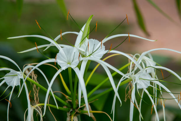 White beach spider lily flower in the garden, Close up & Macro shot, Selective focus White beach spider lily flower in the garden, Close up & Macro shot, Selective focus spider lily stock pictures, royalty-free photos & images