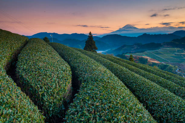 istock Tea Farm Shizuoka 1094912360