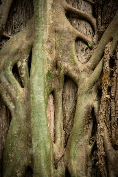 istock Vine around the tree trunk  background, nature background 1094913242