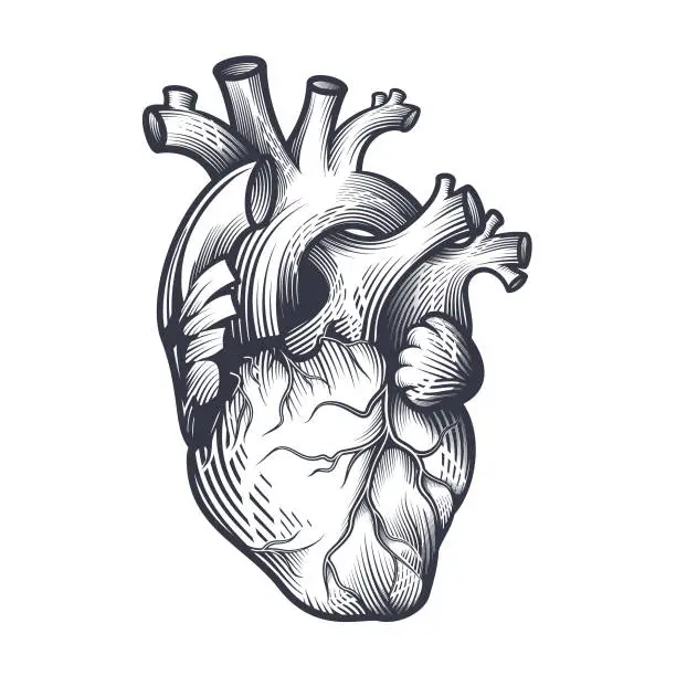 Vector illustration of Human heart in engraving technique.